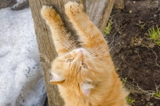 【画像】猫を飼ってる人、爪とぎどうしてる？