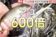 【朗報】アユ600倍、マグロ50倍の大豊漁！！関係者「豊漁すぎて困るレベル」ｗｗｗｗｗｗｗｗｗｗｗ