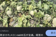 【画像】これが「JA」を介さずに野菜を売ろうとした農家の末路なのか・・・？