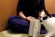 【深夜の動物シリーズ】中国人「本に嫉妬するうさぎちゃんが可愛すぎる！」