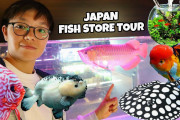 海外「きれい！」「この店うらやましい！」沖縄の大きなアクアリウムショップの様子に注目！