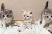 【悲報】もちまる「うう、腎臓が痛いよお」飼い主「・・・」