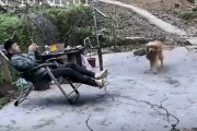 【動画】犬「見て、蜂の巣持ってきたよ！」飼い主「ギャアアアア！！！」