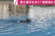 【仰天ニュース】大井競馬場から逃げ出した馬が運河を泳ぐ！！