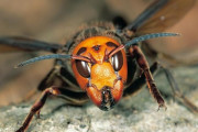 【悲報】アメリカで無双していた、日本のオオスズメバチが根絶されるｗｗｗｗｗｗ