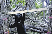 四国のクマ生息数、これまでの推定上回る２６頭を確認…「地域個体群は維持」