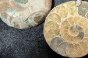 （´･ω･`）アンモナイトを買ったよ（※画像あり）