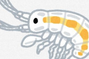 【三重】鳥羽水族館の学芸員、13回目の新種発見「チンボクヨコエビ」チンボク……
