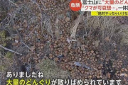 親クマ派、ついに登山道にドングリ散布か！！！