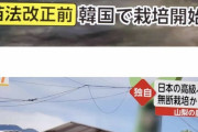 韓国人「“日本ブドウ界最上位品種” が韓国で丸パクリされてる件」「苗木が流出した可能性も…」