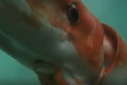 【動画】ダイオウイカ、キモ過ぎる