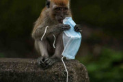 鳥もサルも被害に… 使い捨てマスク、野生動物の脅威に