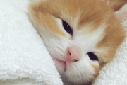 【ねこ画像】暑すぎたのかアイスで冷やしてもらう猫さん…とても気持ちよさそうなお顔ですwww