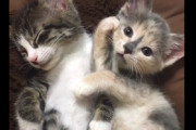 【たまらん…】飼い主さんに「なでなで」を催促する子猫の姿があざと可愛すぎて悶絶！！（※動画あり）