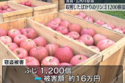 青森で収穫直後のリンゴ1200個盗難　一体誰が…