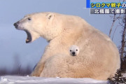 【画像】明らかに合成の子シロクマ見つかるｗｗｗｗｗｗｗ