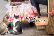 2匹の猫たちが仲良く並んで見つめていたものとは？