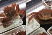 外国人「日本で売られてる毛ガニがまだ生きててパック突き破ってる…」