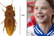 【悲報】大英帝国さん、新たに発見された「目が見えず羽のない甲虫」の学名に環境活動少女グレタさんの名前をつけてしまう