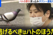 韓国人「日本の動物愛護がとんでもない方向にいってしまった」