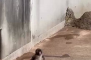 女さん「あっ猿さん！！可愛いキャ～～～！！！」🐒「…」【動画】