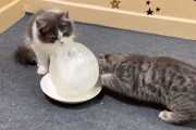 飼い主さんからの冷たいプレゼント？！大きな氷をもらった猫たちの反応がかわいい！