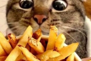 【ねこGIF】猫の整備士、吉田さん現る…あれ？工具がお気に召さないご様子ですwww