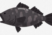 三大美味しい魚「ユメカサゴ」「マナガツオ」もう一つは？