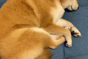 【画像多め】こんがりしたきつね色の柴犬さん、おいしそうwwww