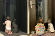 「パパ早く帰ってきて」帰宅時間になると玄関で子供と犬が2年間毎日待っている写真