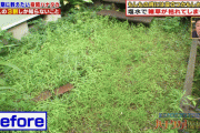 テレ朝「庭の雑草に困ってる？ふむ…では庭に塩水を撒いたらどうか？」有識者「！？」