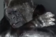 手話が使えるゴリラ“ココ”が最期に残したメッセージが泣けると話題に