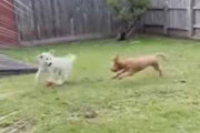 ２匹のイヌが庭で遊んでいた。追いかけっこの次は何をするの？ → ２匹は同時にこうします…