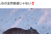 【動画】アメリカの鹿さん、歩きながら凍ってしまうｗｗｗｗｗ