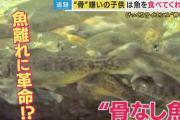 魚離れに大革命！ 丸ごとガブリ「骨なし魚」研究進む「骨を取るのが面倒くさい」を解決 子供の健康促進へ