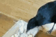 癒される動物GIF