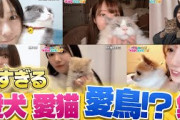 【天国】イコノイジョイメンバーの愛犬・愛猫7連発！中には意外な動物も…?