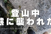 【衝撃動画】登山中にツキノワグマに襲われた人の映像が凄すぎる！！