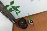 【画像】(ヽ´ん`)「観葉植物に金出すなんて馬鹿馬鹿しい、俺なら食った種を植える」