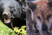 「腹はへこみ内臓は全部食べられていた」愛犬“ダイくん”をクマに殺された飼い主の慟哭「ダイを返せ、クマが憎い」