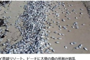 【地震前兆】タイ南部にあるリゾート地の砂浜に「大量の魚」が打ち上げられているのを発見！