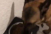 【動画】カリカリ嫌いの犬に喜んで食べ始めさせる動画、ついに見つかる🐕