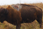 【衝撃】野生バイソンさん、雷が直撃してもへっちゃら(画像)　←焼けた部分が美味しそうになっててワロタ 　海外の反応