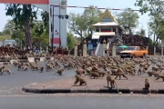 タイで猿が暴徒化　コロナでエサをくれる観光客がいないため世紀末