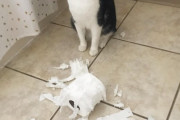 【ねこ画像】現行犯？、ねこをかぶるいぬ ほか
