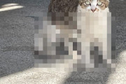 【衝撃】Twitter民「なんか近所の猫、足5本あるんだけど・・・」Σ(ﾟДﾟ)
