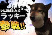 【訃報】マムシに噛まれた柴犬ラッキー、11月8日に天国に行っていた