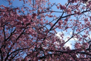昨日立川から青梅線乗ったけど桜が満開で綺麗だったよ(´・ω・`)