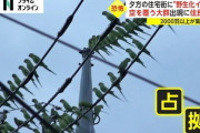 関東でインコ大量発生！