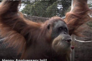 世界最高齢、還暦オランウータンのインジー（推定年齢60歳）